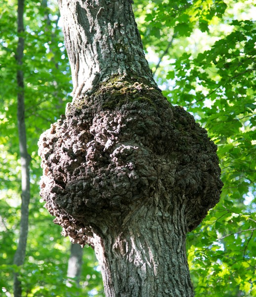 1 UP burl in tree